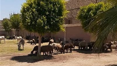 النيابة الإدارية بالمنيا تحقق في واقعة دخول 