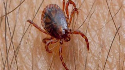 بعد مهاجمة قريتين بالمنوفية.. ننشر طرق الوقاية من حشرة 