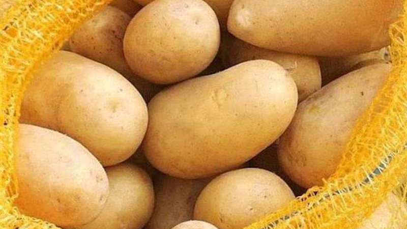 مصر تنتج تقاوي البطاطس