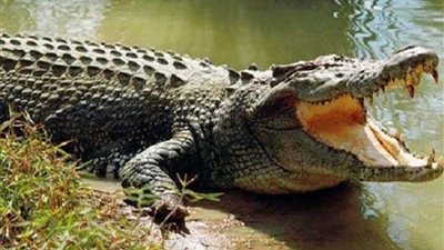 معركة التمساح المتوحش والصياد.. من الفائز؟! (صور)