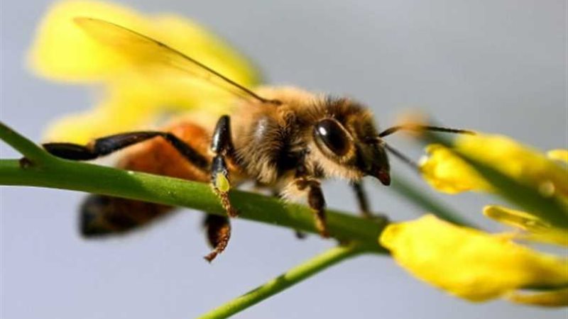 الشرطة الألمانية