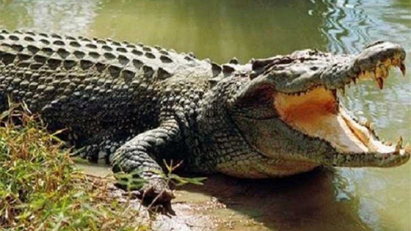 معركة التمساح المتوحش