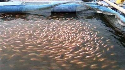 جامعة العريش تستعد لافتتاح أول مشروع متكامل للاستزراع السمكي