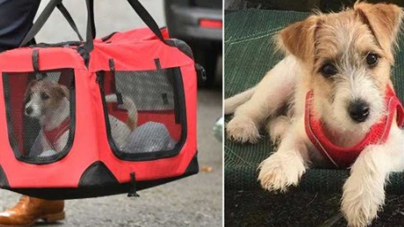 كلب الإنقاذ يصل إلى