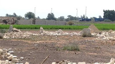 زراعة 1200 فدان قطن بحري بأراضي الاستصلاح شرق القناة