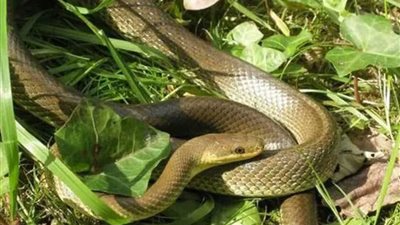 ثعبان يلدغ طفلة بأحد حقول البحيرة