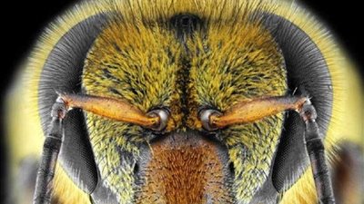 تدريب النحل على اكتشاف المتفجرات بدلًا من الكلاب