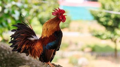 ديك يقتل صاحبته أثناء جمع البيض من 