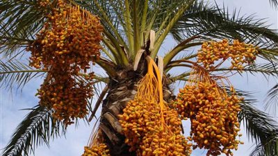 السعودية تنتج 400 نوع من التمور