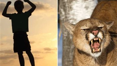 العمر لحظة.. طفل عمره 8 سنوات يقاتل أسداً بعصا.. (فيديو وصور)