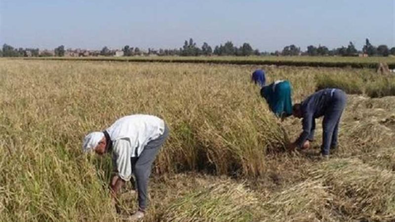 شحاتة : بدء موسم