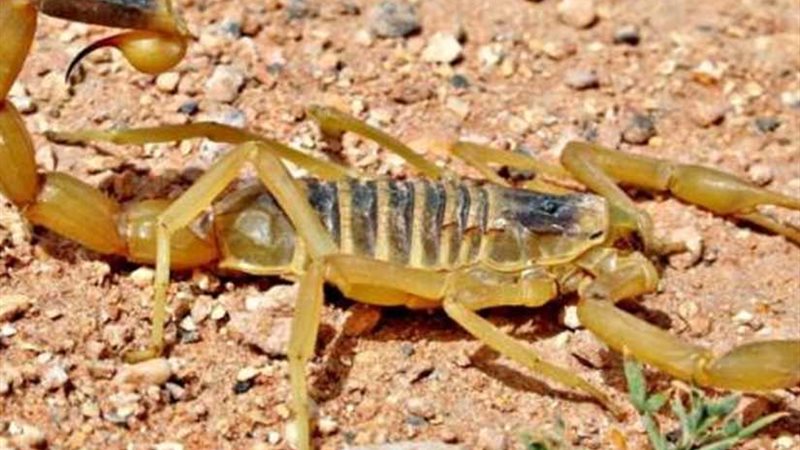 عقرب يثير الذعر بمركز