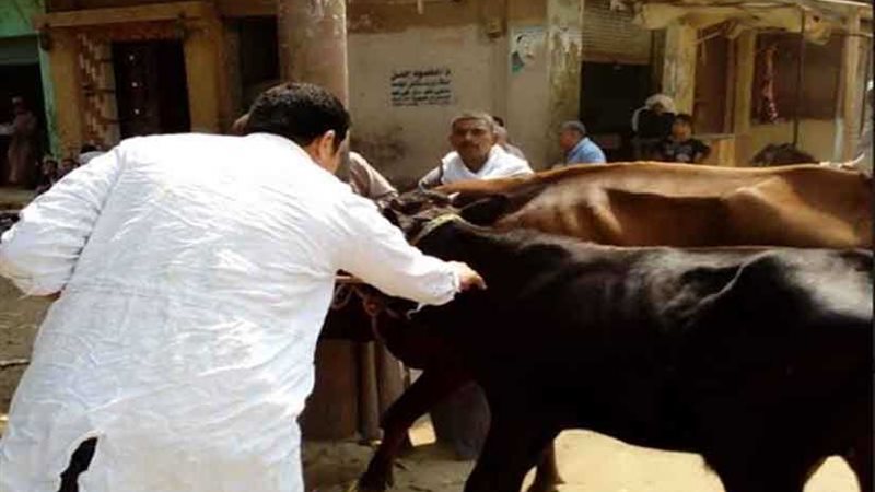 بيطري أسيوط يواصل