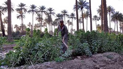 في عيد الفلاح.. المنيا تنتهي من ميكنة 60 % من الحيازات الزراعية