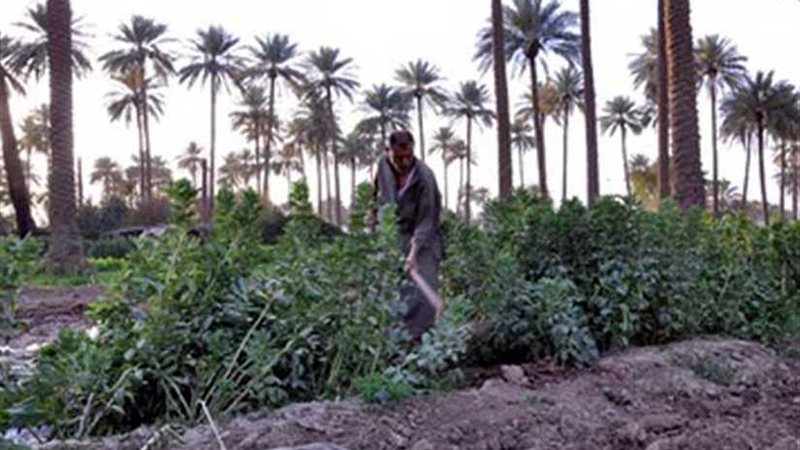 في عيد الفلاح.. المنيا