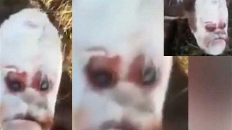 ولادة عجل بوجه بشري