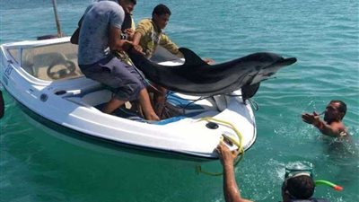 البيئة: إنقاذ دولفين بالعلمين وإعادته إلى بيئته الطبيعية بالبحر المتوسط
