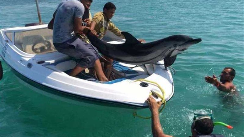 البيئة: إنقاذ دولفين