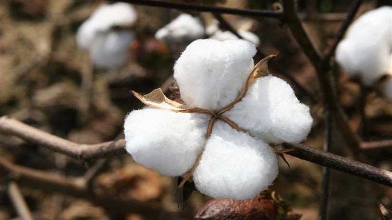 قطاع الأعمال: شراء