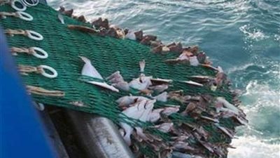 انطلاق موسم الصيد بخليج السويس والبحر الأحمر