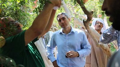 مهرجان لمزارعي الرمان بأسيوط لحصولهم على كود التصدير.. (صور)