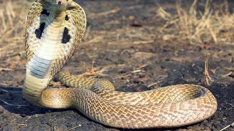 ثعبان يلدغ ربة منزل