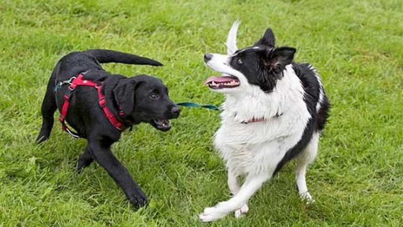 نفوق العشرات من الكلاب