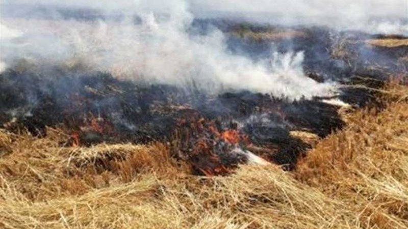 خلال موسم حصاد وحرق