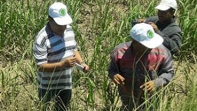 زراعة المنيا تبدأ حملة لمكافحة القوارض