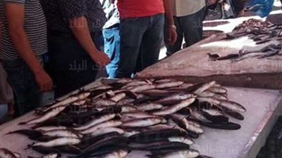 انتشار أسماك نافقة بأسواق الإسكندرية.. شائعات