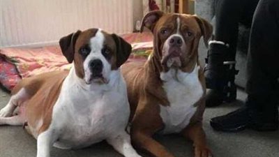 كلبان ينهشان جسد صاحبتهما حتى الموت (صور)