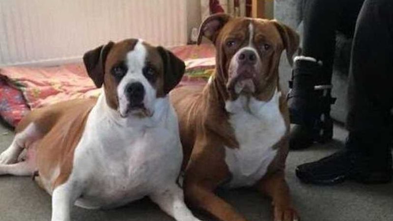 كلبان ينهشان جسد