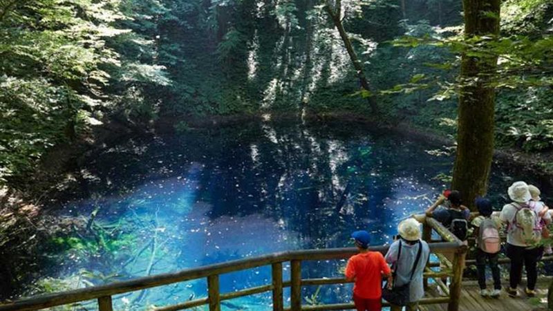 غابات الزان ..طبيعة