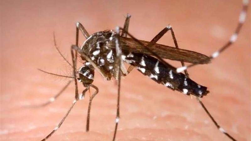 بعوضة النمر تدخل