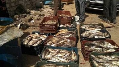 ضبط 12 طن أسماك مملحة غير صالحة بأحد محال كفر الشيخ