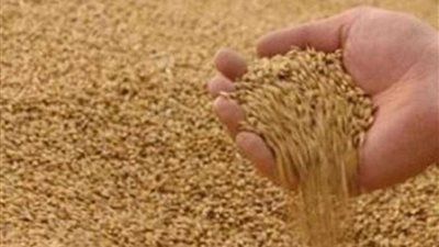 الحكومة تنفي استيراد تقاوي قمح مُسرطنة