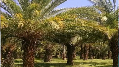 تخريج الدفعة الأولى للنخالين من وزارة الزراعة