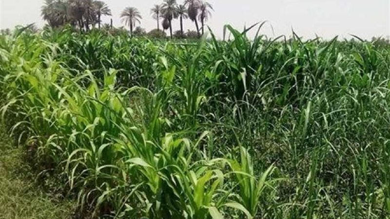 الزراعة: لا صحة لتلف