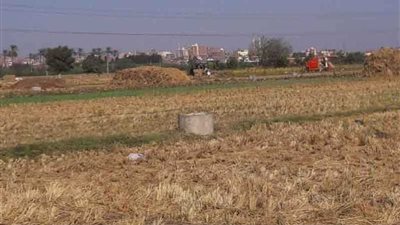 حصاد 121 ألفا و221 فدان أرز وتدوير مخلفات القش بالبحيرة