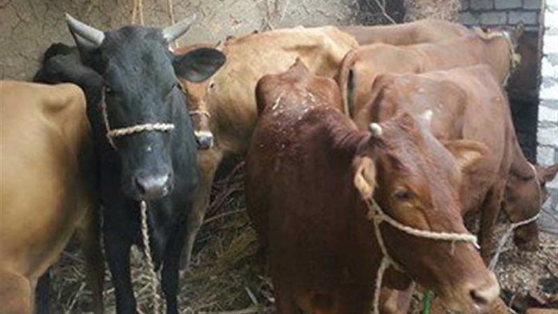 تحصين 46 ألف رأس