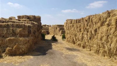 البترول: تأسيس أول شركة مصرية لتحويل قش الأرز إلى ألواح خشبية