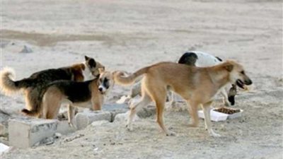 حملات مكثفة للقضاء على ظاهرة الكلاب الضالة بالقليوبية