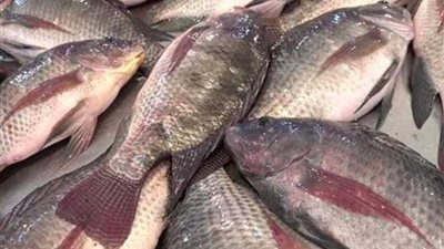الزراعة تنفي اصابة أسماك البلطي بالميكروبات والديدان