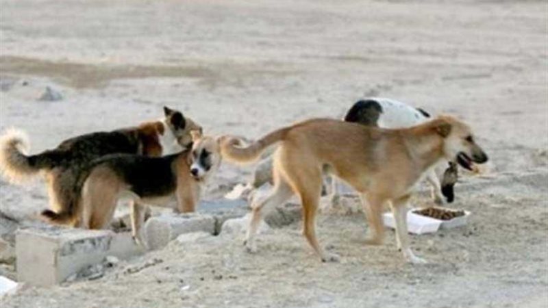 حملات مكثفة للقضاء