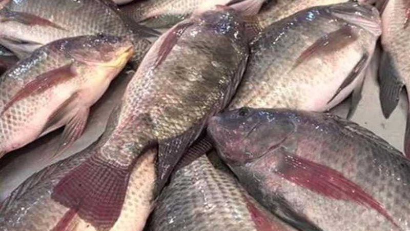 الزراعة تنفي اصابة