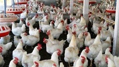 تطعيم 1.2 مليون طائر ضد أنفلونزا الطيور ببني سويف