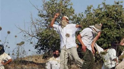 مستوطنون يسرقون ثمار الزيتون من أراضي الفلسطينيين غرب نابلس