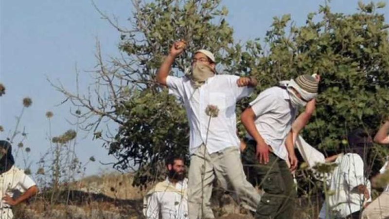 مستوطنون يسرقون ثمار