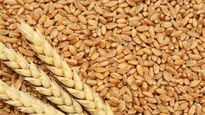 تعرف على شائعة استيراد شحنات قمح مُصابة بالحشرات وبذور الحشائش