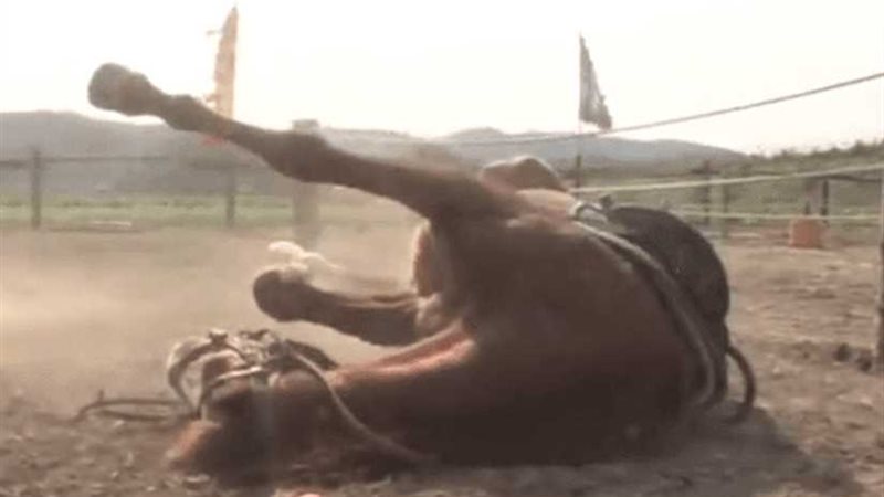 حصان يلعب دور الميت